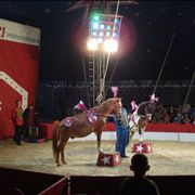 Picture Of Circus Horse Act At Cakovac Circus